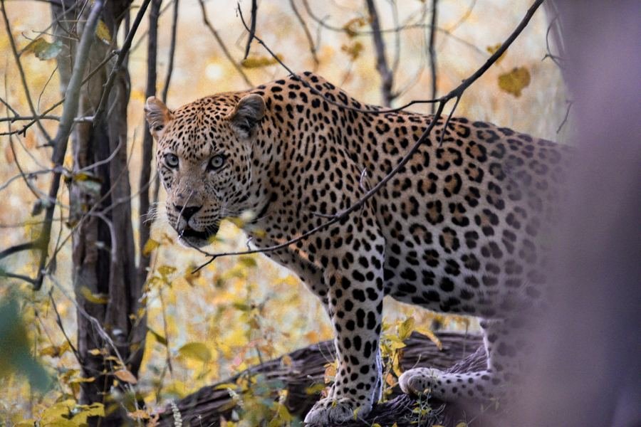 Leopard looking out from the bush