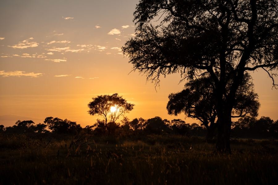 Sunset behind a lone acacia