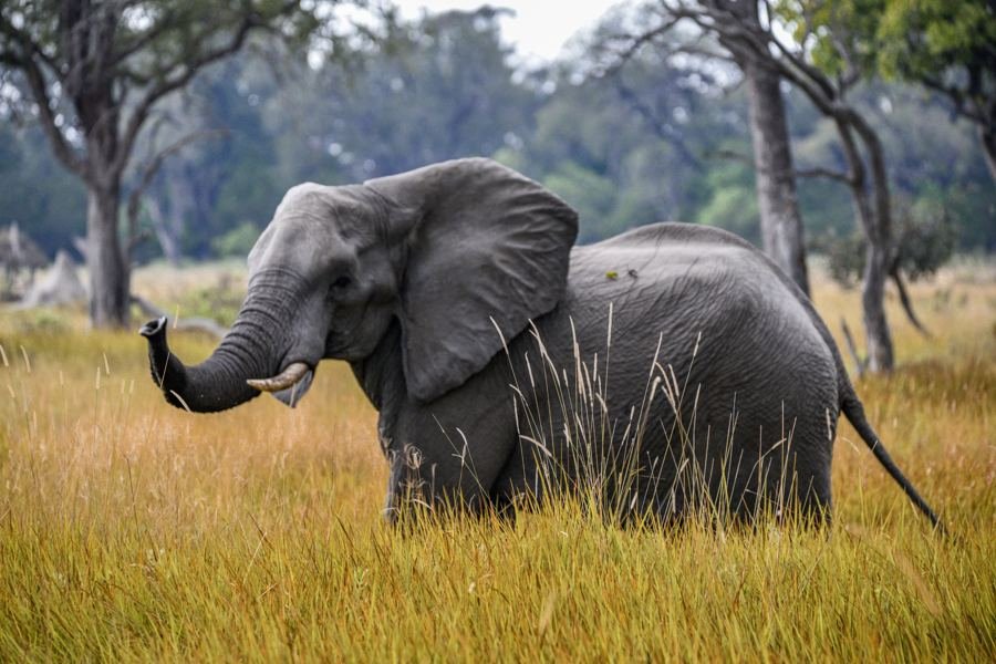 Elephant in golden grass