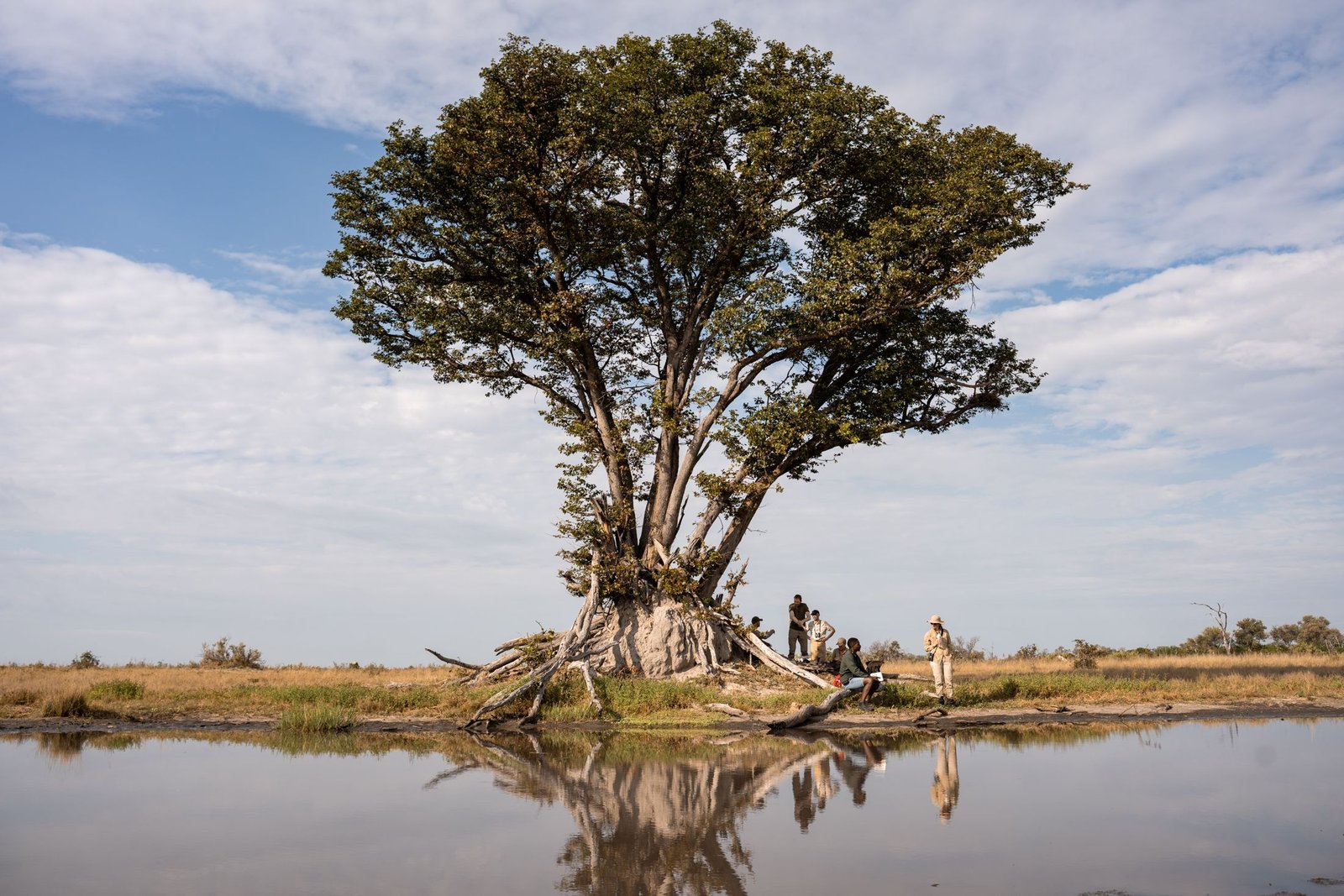 A lone tree on an island in the Delta, reflected in still water, with the group resting beneath it
